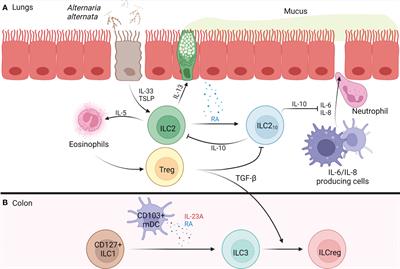 Development and function of regulatory innate lymphoid cells